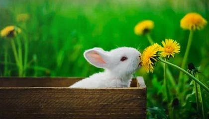 星空体育直播运营集团-小加索尔只想为争冠队打球 勇士成其潜在下家